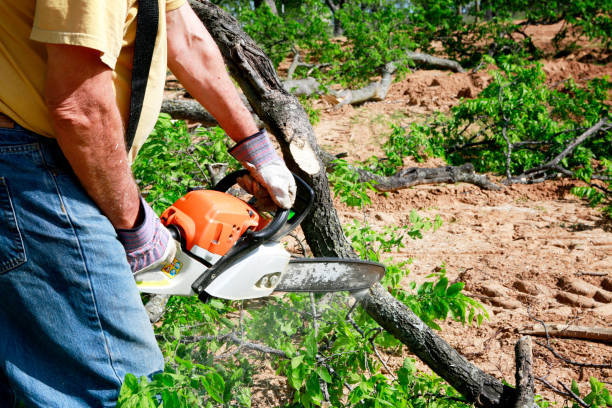 Best Tree Preservation Services  in USA